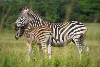 Zebra standing in a field