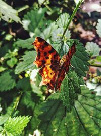 Close-up of butterfly on leaf