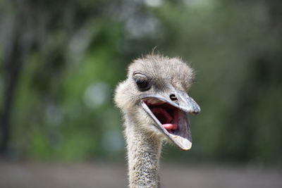 Close-up portrait of ostrich