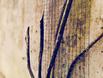 Close-up of metal fence against wall