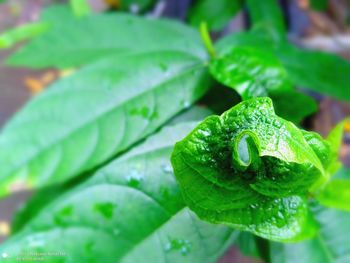 Close-up of wet plant leaves