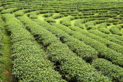 High angle view of rice field