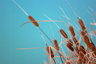 Close-up of plant against blue sky