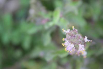 Close-up of insect on flower