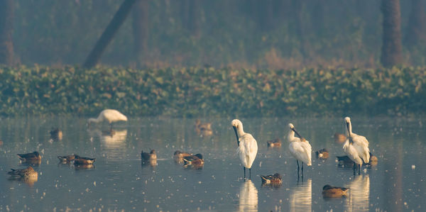 Closeup shot of migratory bird perching on the lake water