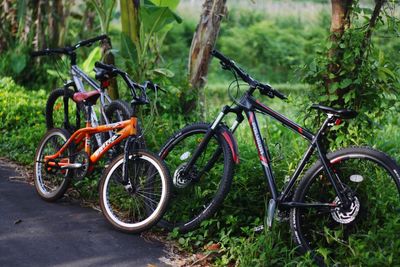 Bicycle parked by tree in forest