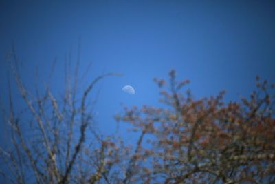 Low angle view of tree against blue sky