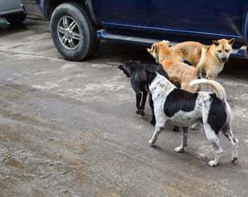 High angle view of dogs on street in city