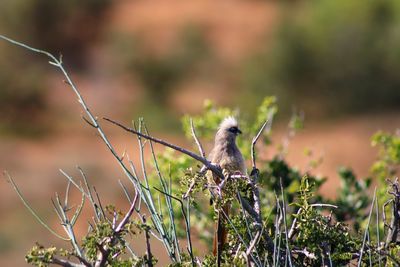 Bird perching on a field