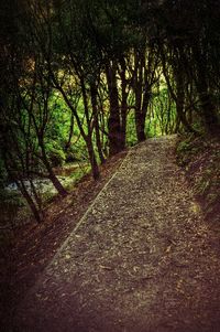 Road passing through forest