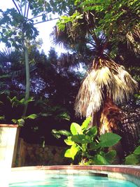 Low angle view of palm tree against sky