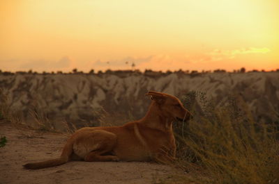 Dog relaxing on field during sunset