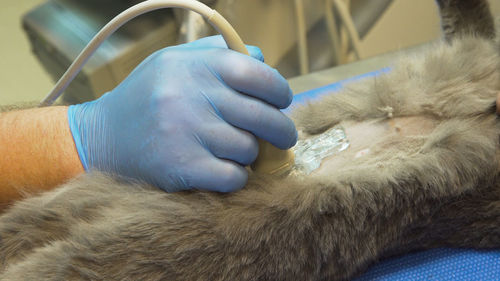 Veterinary doctor makes an ultrasound examination of a cat. 