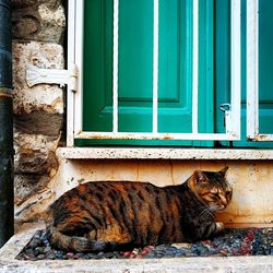 Cat sitting on a window