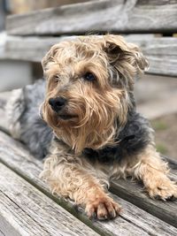 Close-up of a dog looking away