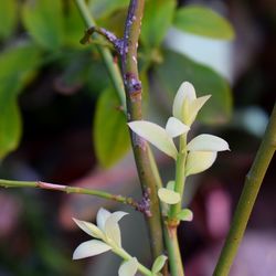 Close-up of flower against blurred background