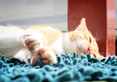 Close-up of cat sleeping