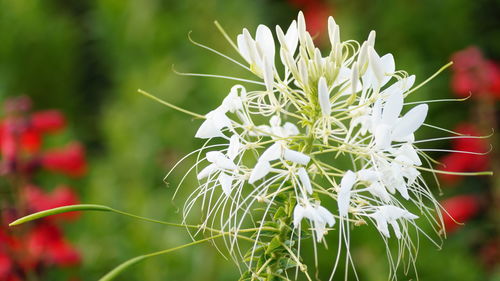 Close-up of white flowers