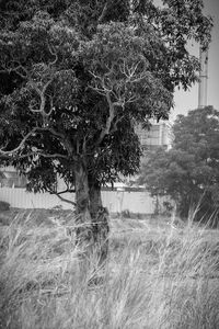 Tree in front of building