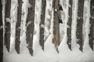 Close-up of snow covered tree trunk in forest