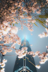 Low angle view of cherry tree against sky during autumn