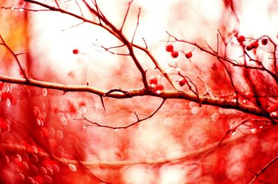 Close-up of red tree against sky