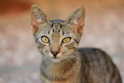 Close-up portrait of tabby cat