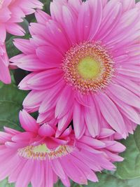 Close-up of pink daisy flower