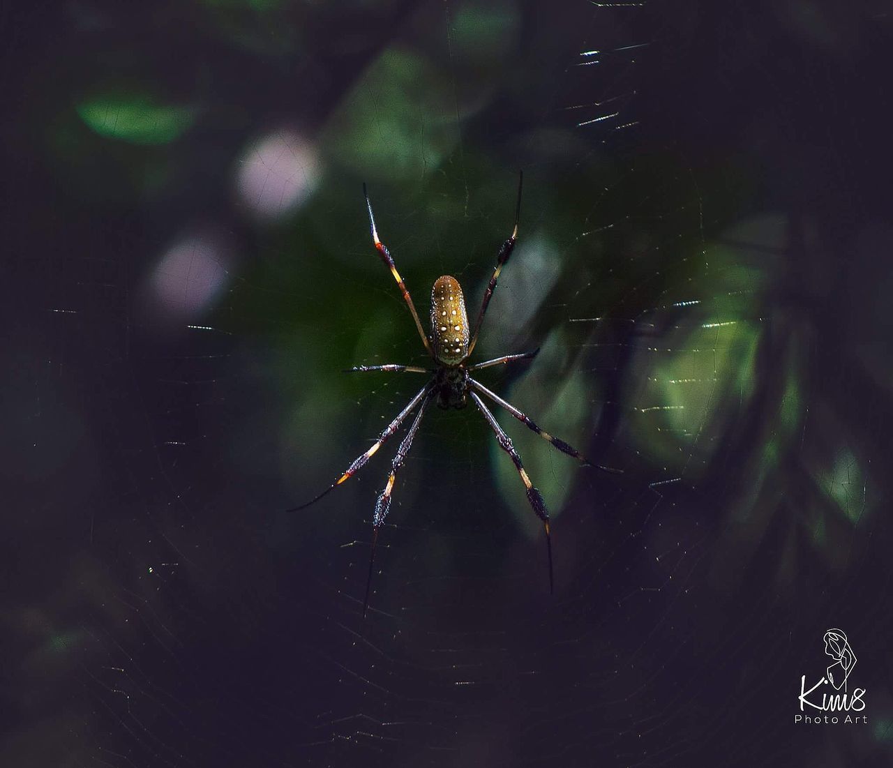 spider web, spider, one animal, animal themes, close-up, nature, web, spinning, survival, beauty in nature, animals in the wild, insect, fragility, no people, animal leg, outdoors, day