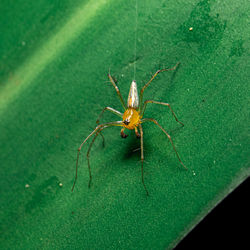 High angle view of insect on leaf