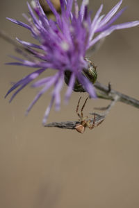 Close-up of insect on flower