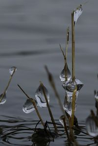 Close-up of plants in lake during winter