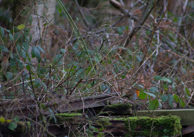 Plants growing in forest