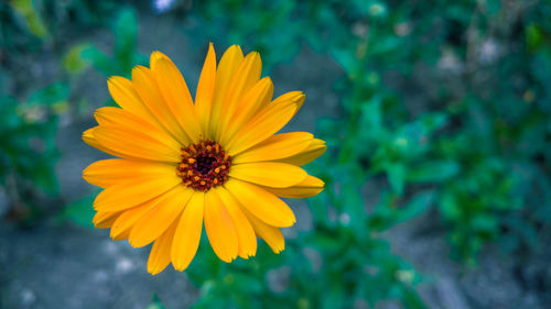 Close-up of daisy flower