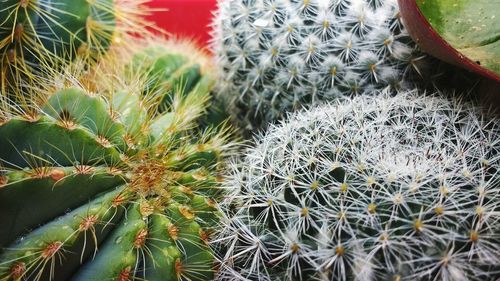 Close-up of cactus plants