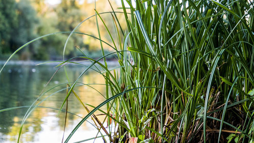 Close-up of grass by lake