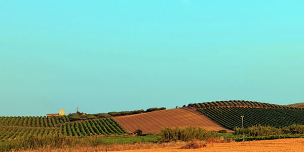 Scenic view of agricultural field against sky