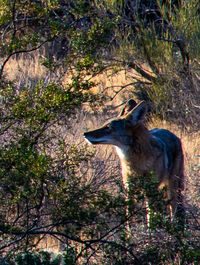 Portrait of a horse in the forest