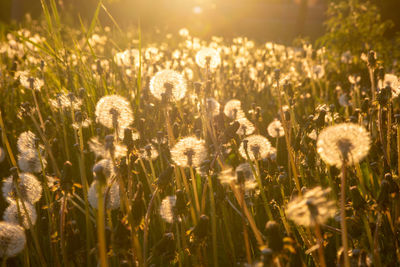 Close-up of flowering plants on field