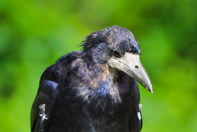 Close-up of a bird
