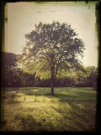 Trees on grassy field