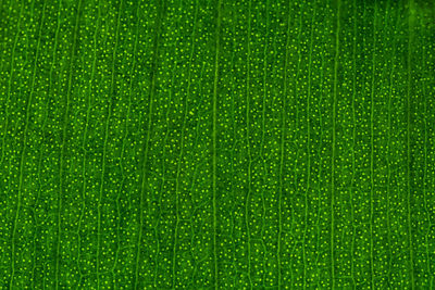 Full frame shot of water drops on plant