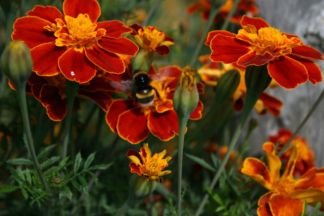 CLOSE-UP OF BUTTERFLY POLLINATING ORANGE FLOWERS