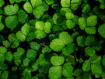 Full frame shot of plants