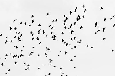 Low angle view of birds flying in the sky