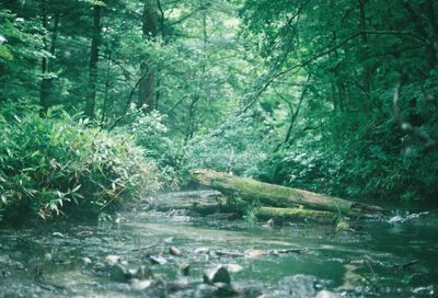 Scenic view of forest