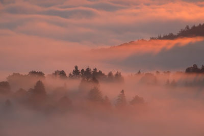 Tree forest in morning fog in sunlight scenery