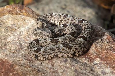 Close-up of a rock