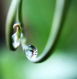 Close-up of water drop on leaf