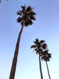 palm tree